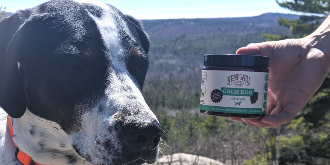 The Time of Year Pet Parents Really Want CBD for Their Pets