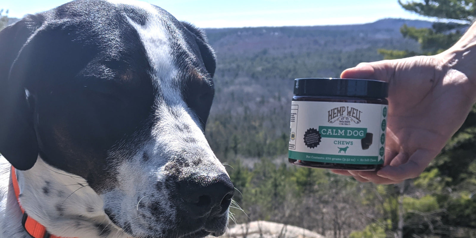 The Time of Year Pet Parents Really Want CBD for Their Pets