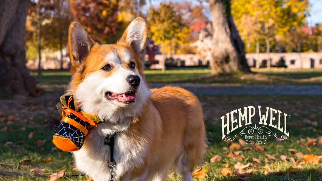 🎃 Halloween Is Coming — Stock Hemp Well Before the Rush